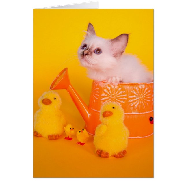 kitten hälsningskort (Framsidan)