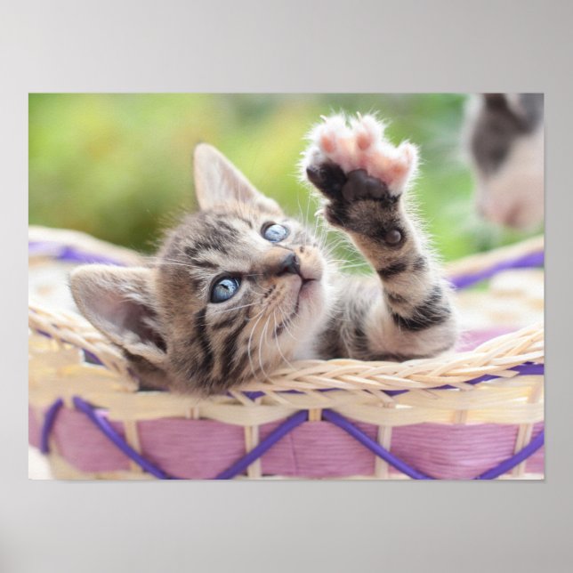 Kitten i A Basket Poster (Framsidan)