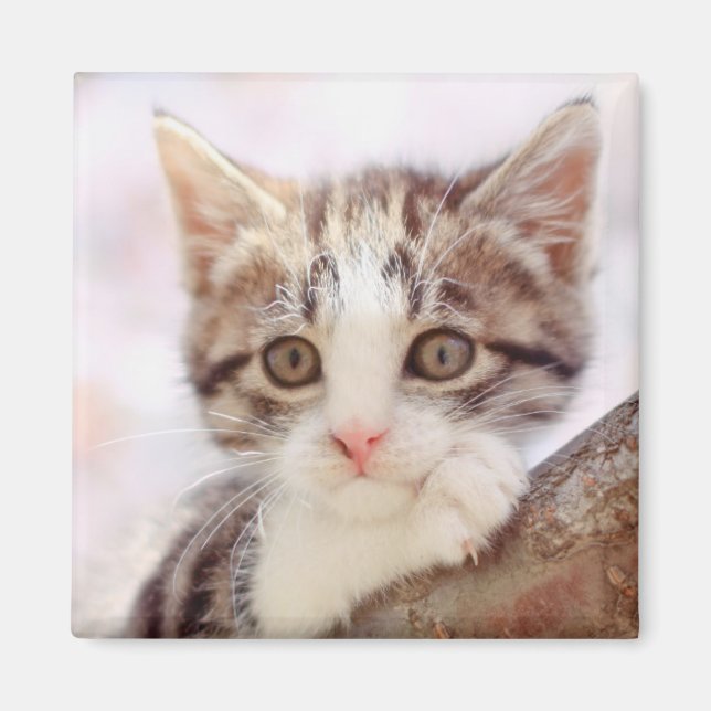 Kitten i A Träd Magnet (Framsidan)