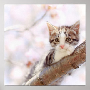 Kitten i A Träd Poster