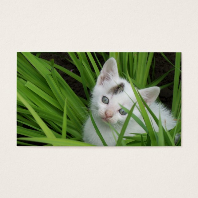 Kitten i Affärskortet Grass Visitkort (Framsidan)