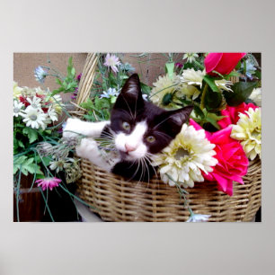 Kitten i Basket Poster