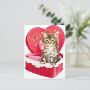 Kitten i Candy Box Vykort