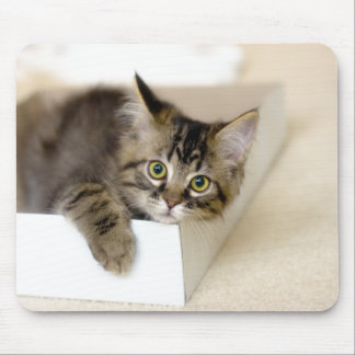 Kitten i en boxmunspad musmatta