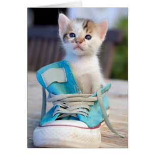 Kitten i en sko hälsningskort