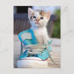 Kitten i en sko vykort