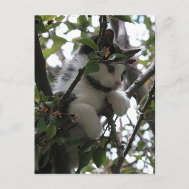 Kitten i ett vykort för Träd (Framsida)