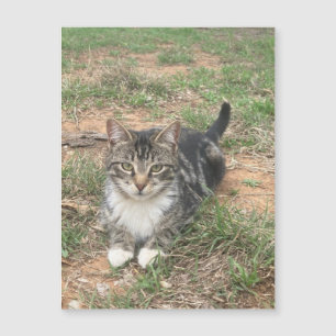 Kitten i Grass