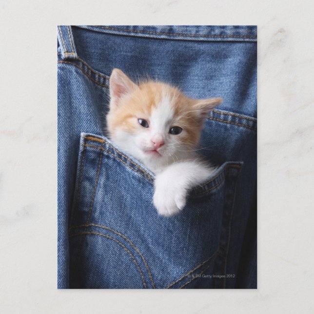 Kitten i jeans-väska vykort (Framsida)