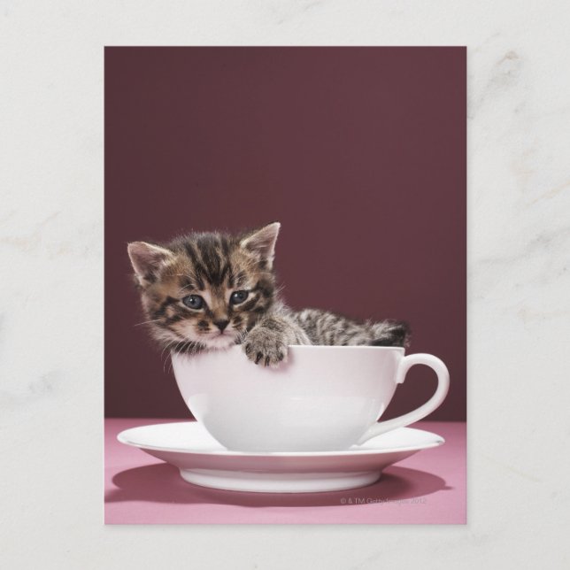 Kitten i kopp och saucer vykort (Framsida)