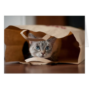 Kitten i Matkasse Hälsningskort