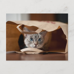 Kitten i Matkasse Vykort