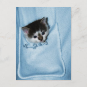 Kitten i Pocket Vykort