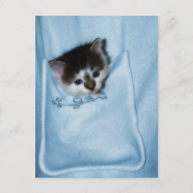 Kitten i Pocket Vykort (Framsida)