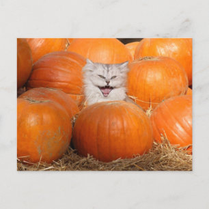 Kitten i pumpor vykort
