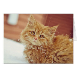 Kitten i Snö Hälsningskort