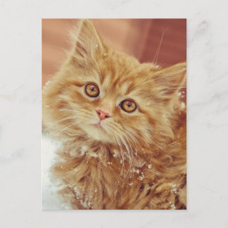 Kitten i Snö Vykort