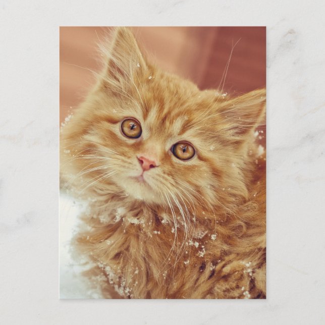 Kitten i Snö Vykort (Framsida)