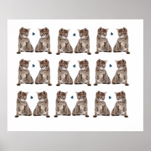 Kitten image för Poster