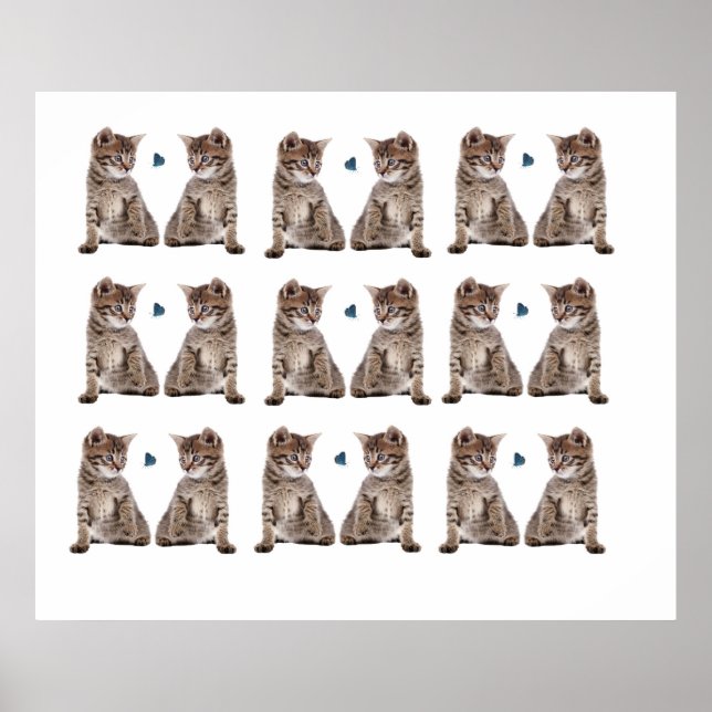 Kitten image för Poster (Framsidan)