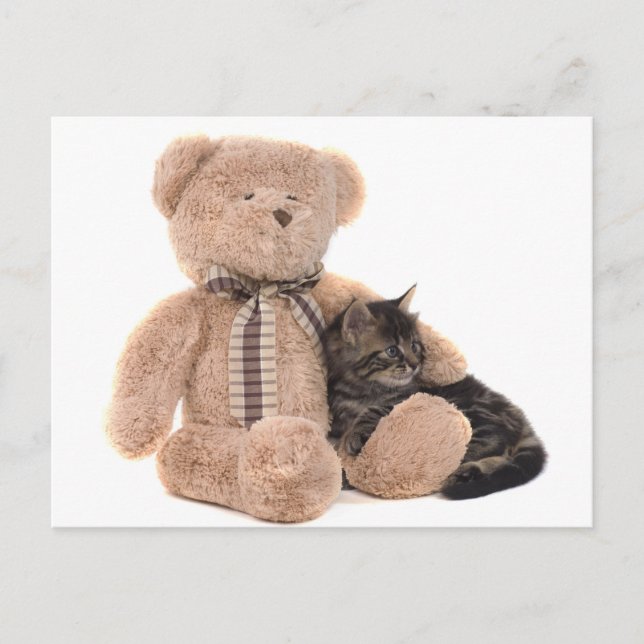 kitten in the arms of a teddy bear vykort (Framsida)