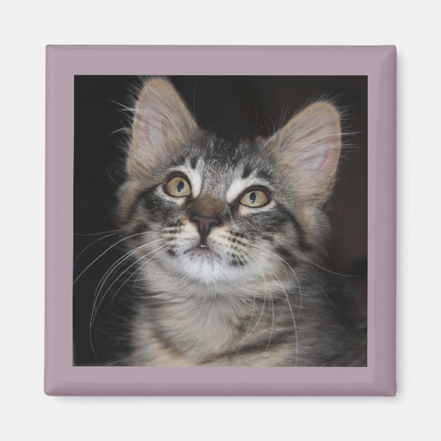 Kitten Innocence Magnet (Framsidan)