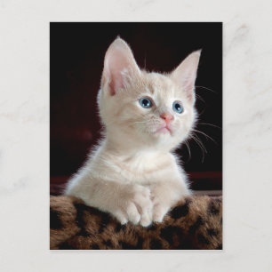 KITTEN: INTRANSITERINGSLÄGE ~ VYKORT