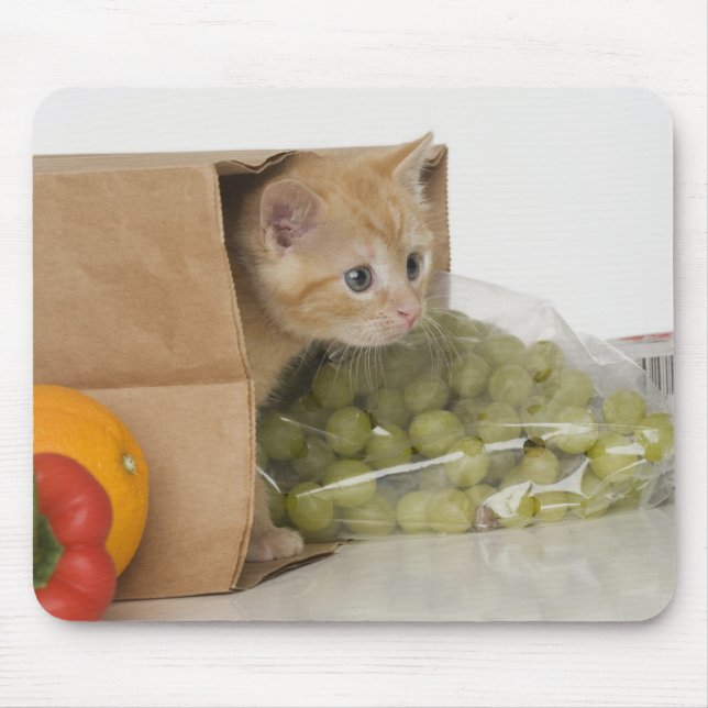 Kitten inuti matkassen musmatta (Framsidan)