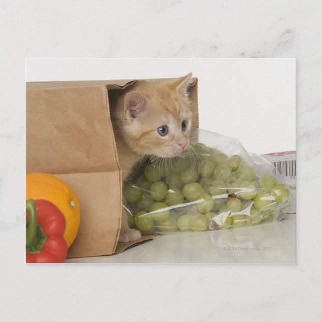 Kitten inuti matkassen vykort (Framsida)