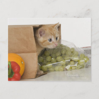 Kitten inuti matkassen vykort