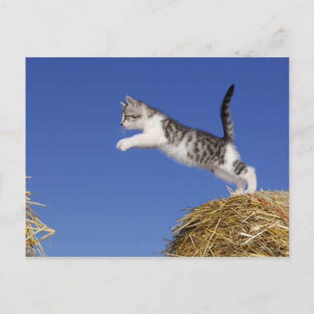 Kitten Jumping 2 Vykort (Framsida)