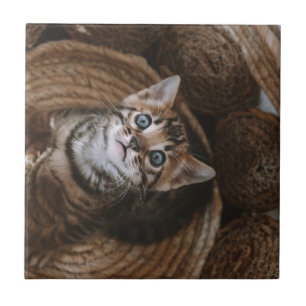 Kitten Kakelplatta