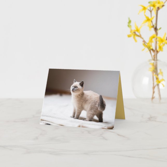 Kitten Kärlek Kort (Gul blomma)