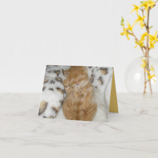 Kitten Kärlek Kort