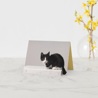 Kitten Kärlek Kort