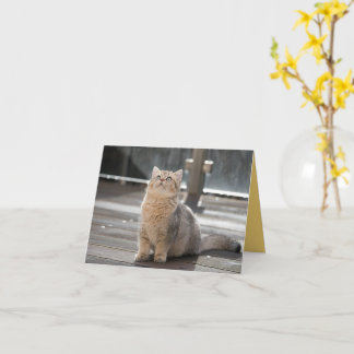 Kitten Kärlek Kort