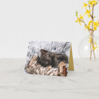 Kitten Kärlek Kort