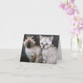 Kitten Kärlek Kort