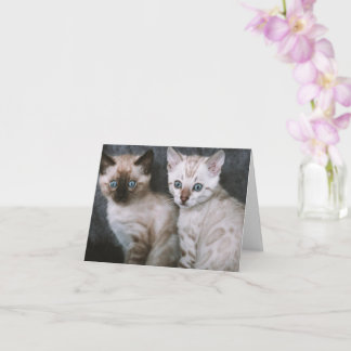 Kitten Kärlek Kort