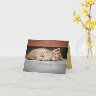 Kitten Kärlek Kort