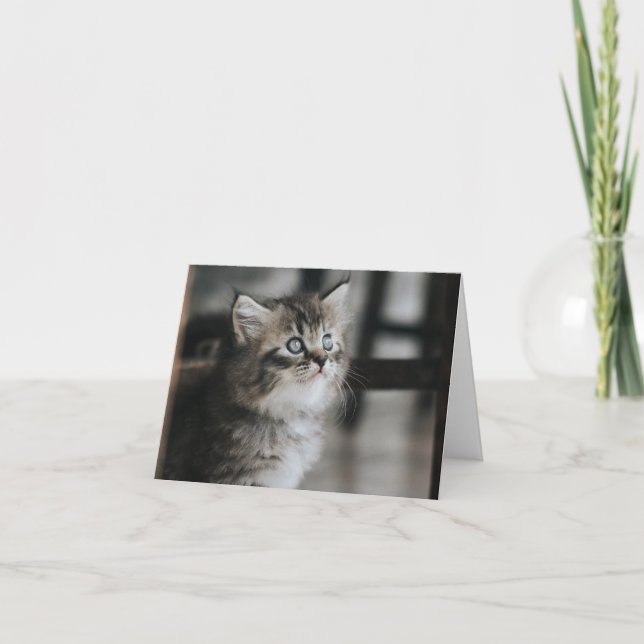 Kitten Kärlek Kort (Framsida)