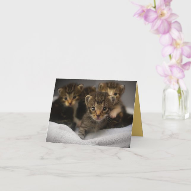 Kitten Kärlek Kort (Orkide)