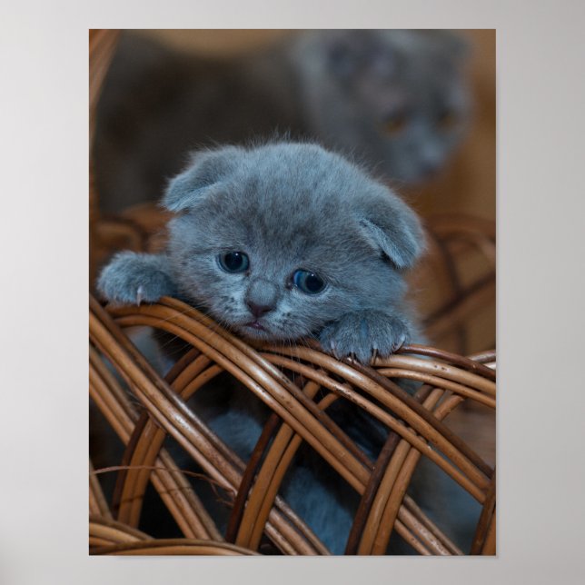 Kitten Kärlek Poster (Framsidan)