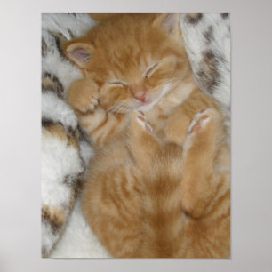 Kitten Kärlek Poster