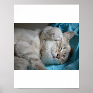 Kitten Kärlek Poster