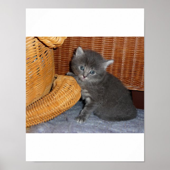 Kitten Kärlek Poster (Framsidan)