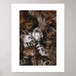 Kitten Kärlek Poster