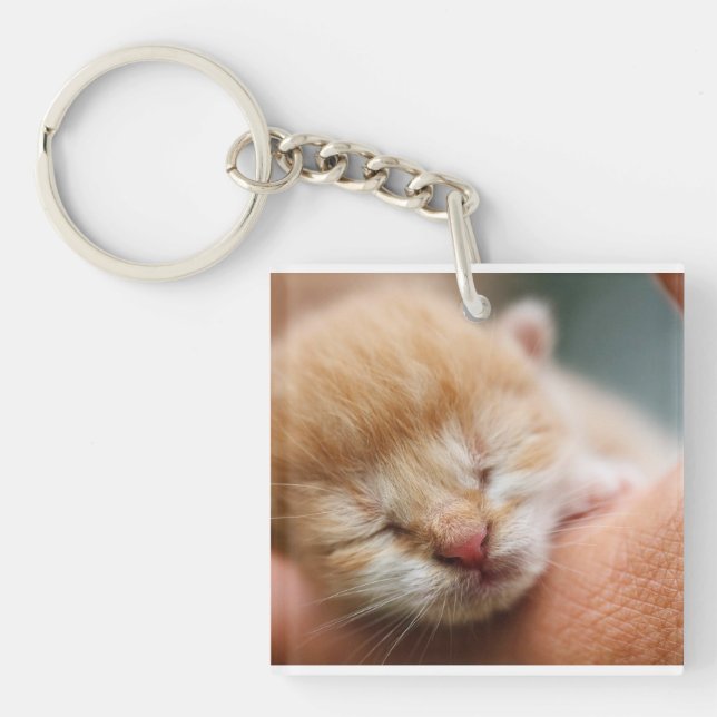 Kitten, Kattdjuret, naturen (Framsidan)