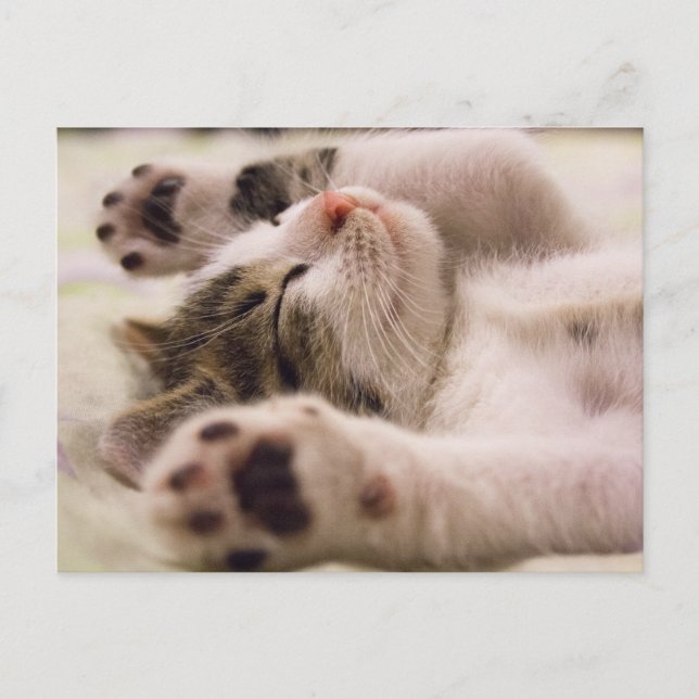 Kitten Kattunge Cute Roligt Postcard Vykort (Framsida)