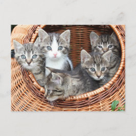 Kitten Kattunge Cute Roligt vykort